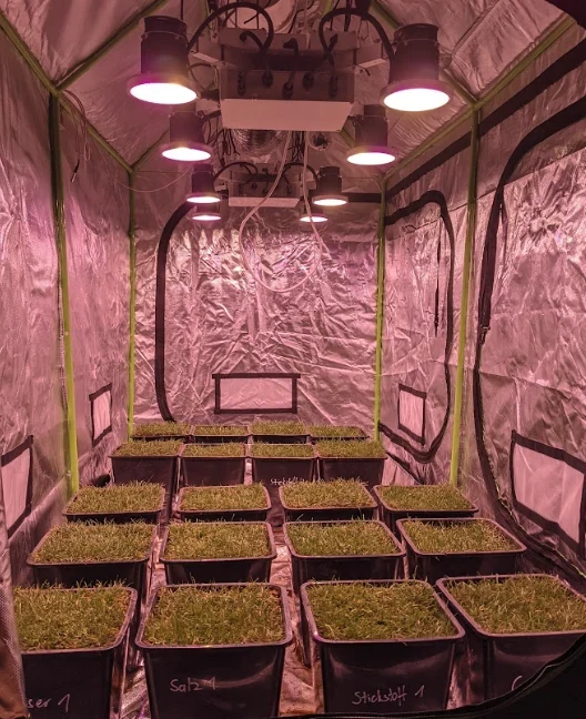 Muestras de investigaci&oacute;n del c&eacute;sped creciendo bajo iluminaci&oacute;n controlada