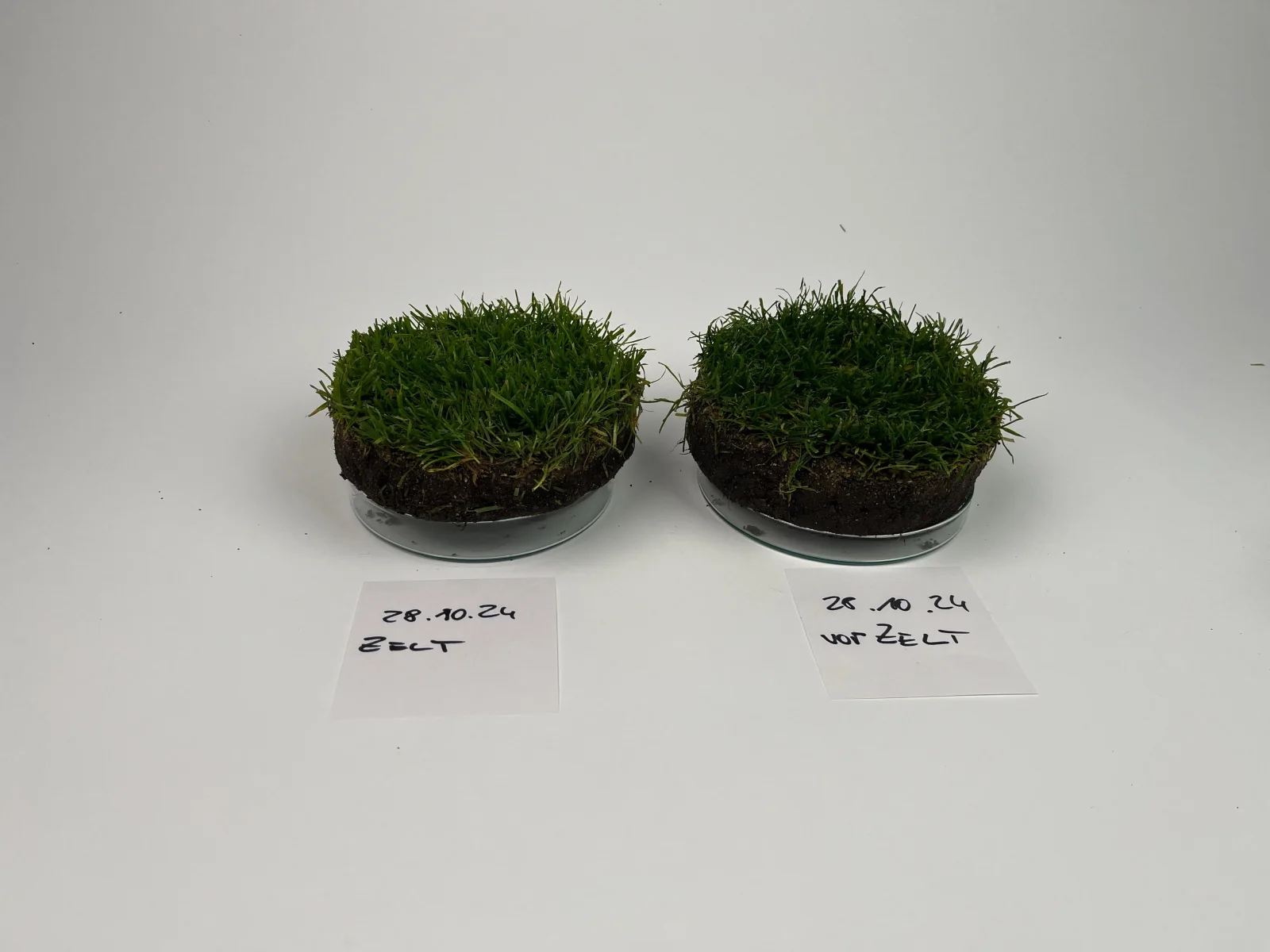 Deux échantillons de gazon avec leurs profils de sol sur des coupelles de laboratoire